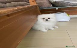 Pomerania perros en venta: Camada de pomerania en Albacete - Imagen 4