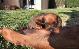 Teckel Miniatura perros en venta: TECKEL PELO CORTO - Imagen 3