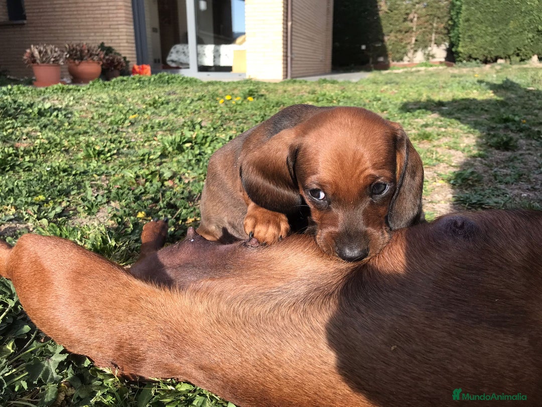 Teckel Miniatura perros en venta: TECKEL PELO CORTO - Imagen 3