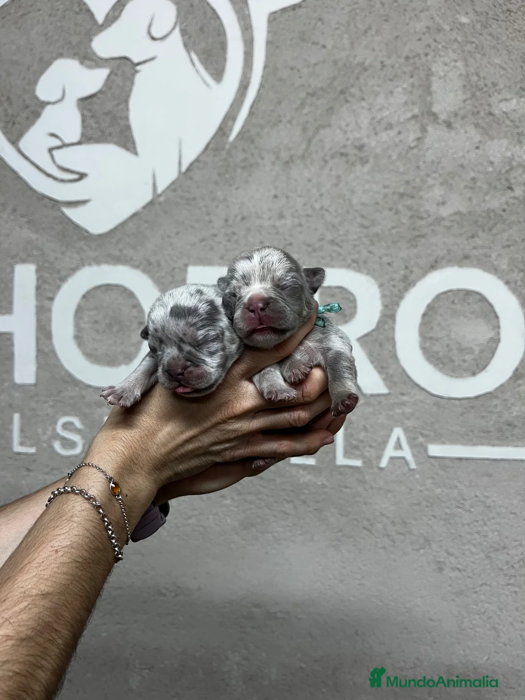 Bulldog Francés perros en venta: Bulldog francés  - Anuncio 2