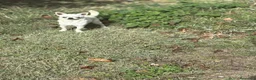 Chihuahua perros en venta: Chihuahuas toy machos  - Anuncio 8