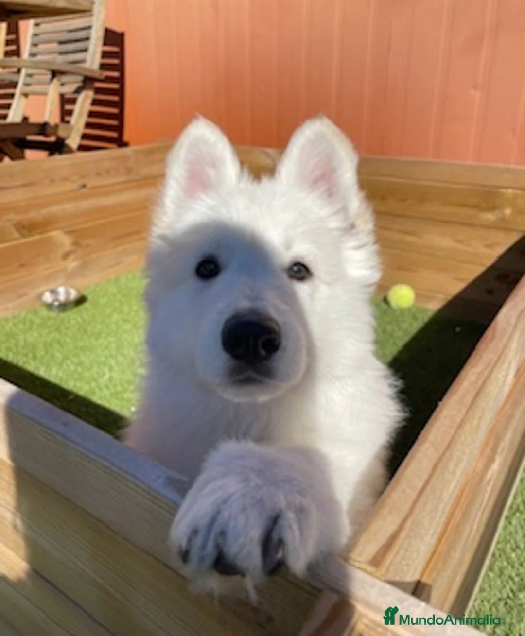 Pastor Blanco Suizo perros en venta: PASTOR SUIZO en Barcelona - Anuncio 3