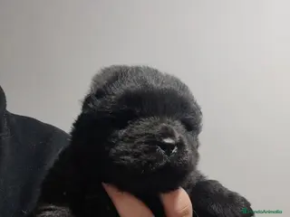 Chow Chow perros Último macho disponible! Precioso Chow chow - Anuncio 5