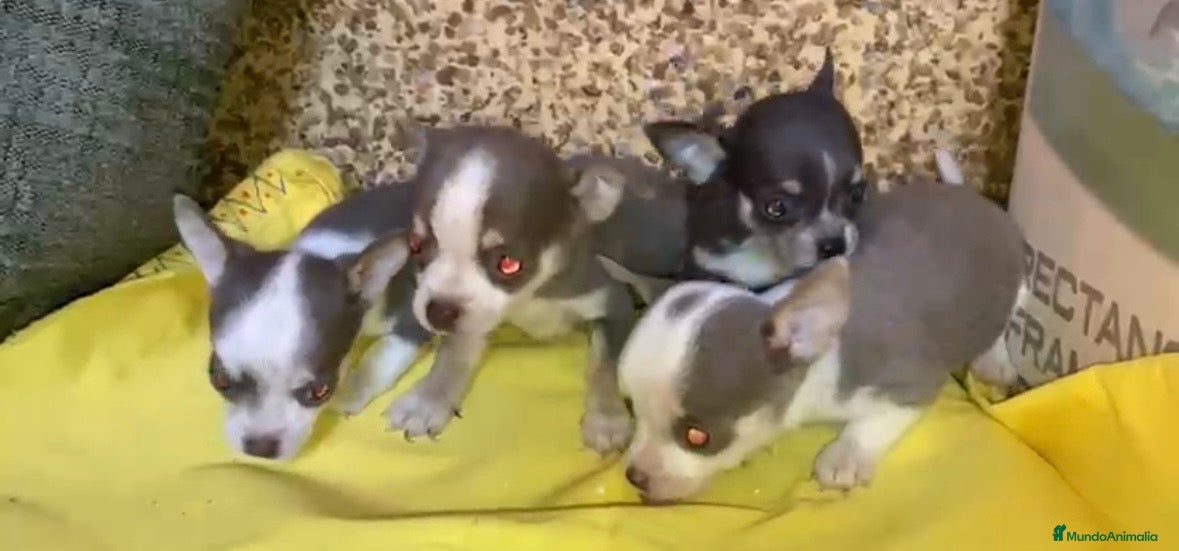 Chihuahua perros Chihuahuas machos disponibles  - Anuncio 1