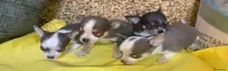 Chihuahua perros en venta: Chihuahuas machos disponibles  - Anuncio 1