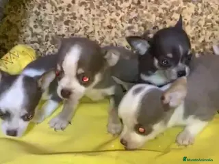 Chihuahua perros Chihuahuas machos disponibles - Anuncio 1