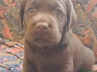 Labrador Retriever perros Labradores chocolate - Anuncio 1