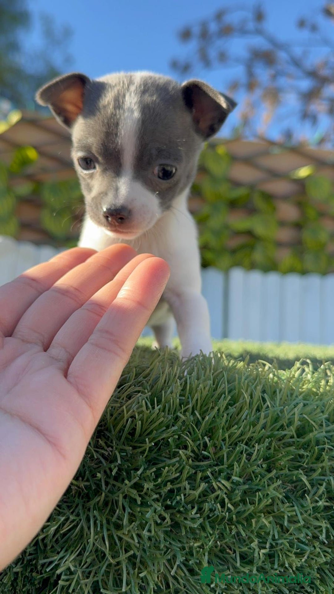 Chihuahua perros en venta: CHIHUAHUA HEMBRA - Anuncio 19