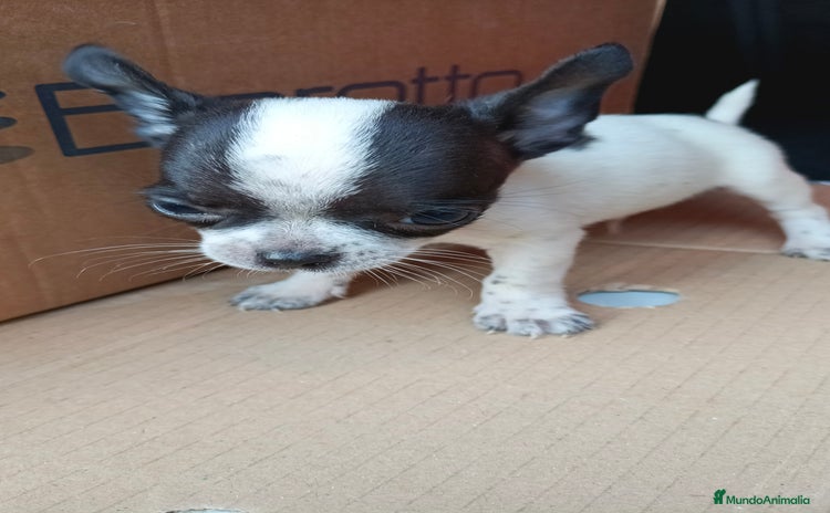 Chihuahua perros - Propaganda 4