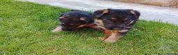 Pastor Alemán perros en venta: Cachorros de pastor alemán. - Anuncio 4