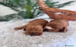 Cocker Spaniel Inglés perros en venta: COCKER SPANIEL INGLES - Anuncio 18