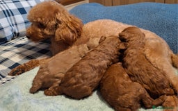 Caniche Toy perros en venta: Caniche Toy Rojo y Apricot - Imagen 2