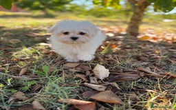 Bichón Maltés perros en venta: Bichon Maltés toy Macho para disponible  - Imagen 11