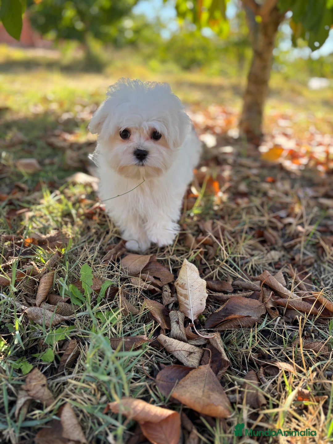 Bichón Maltés perros en venta: Bichon Maltés toy Macho para disponible  - Imagen 11