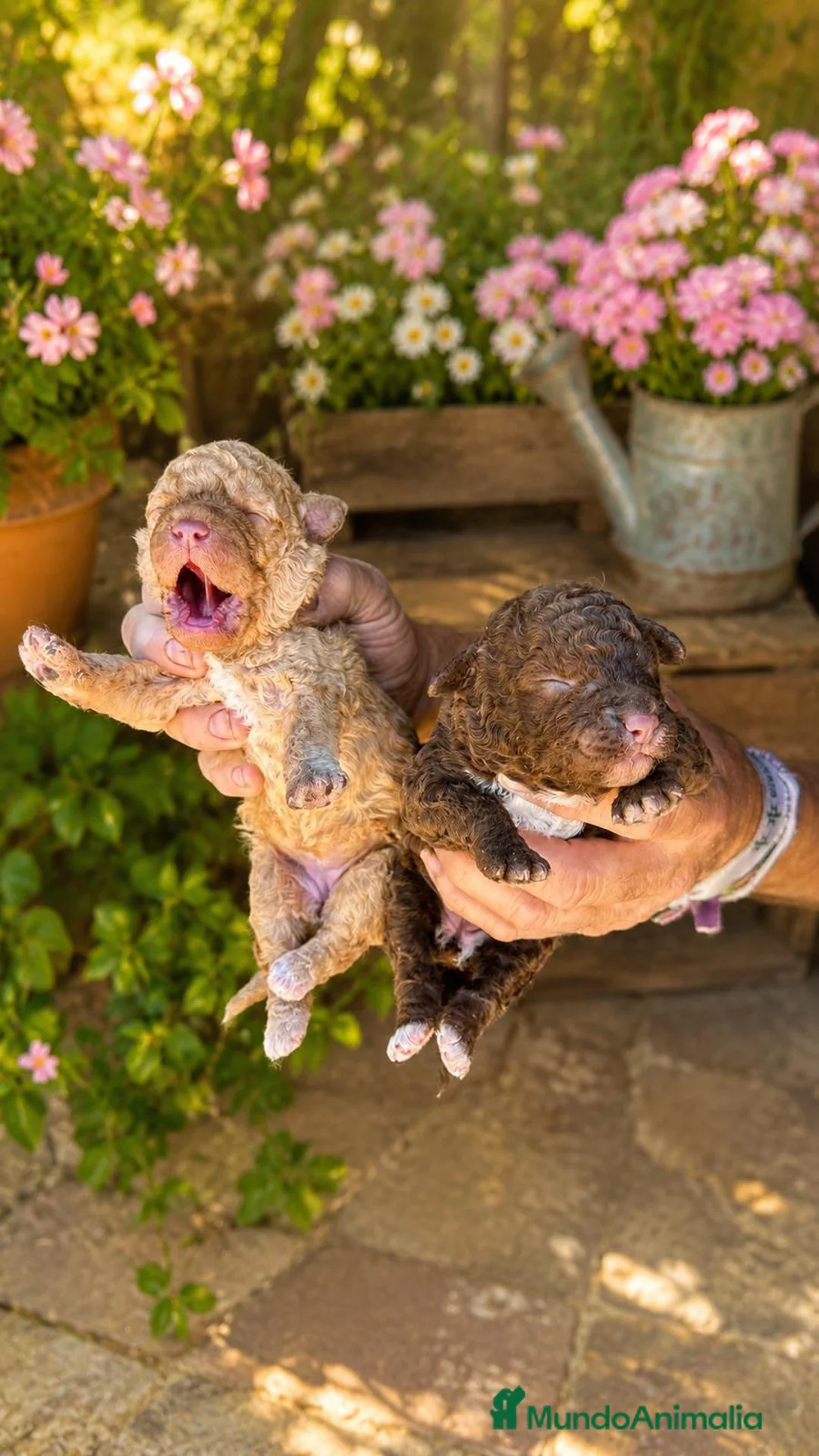 Perro de Agua Español perros en venta: PERRO DE AGUA ESPAÑOL - Anuncio 2