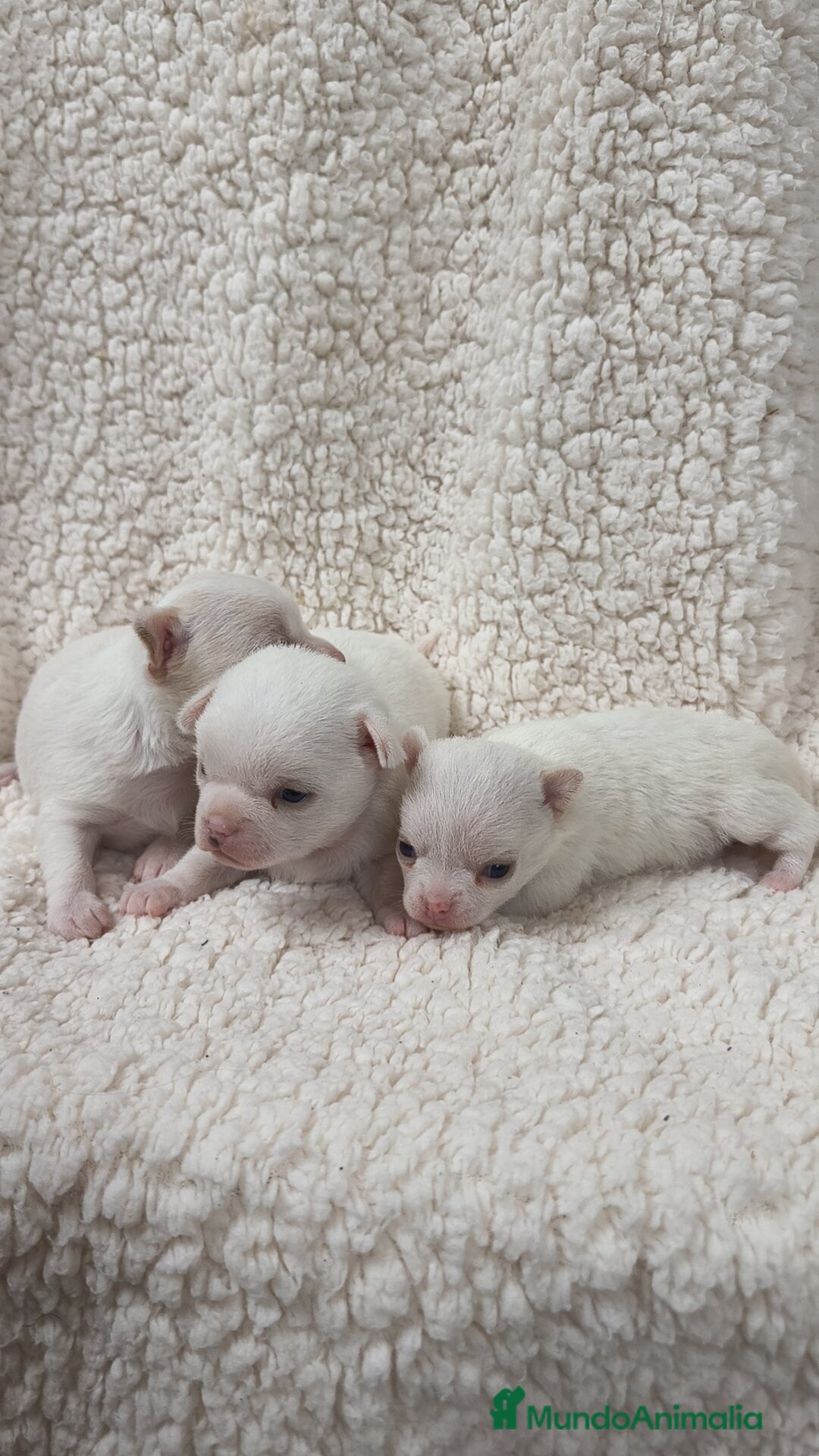 Chihuahua perros en venta: Chihuahua Blancos - Imagen 4