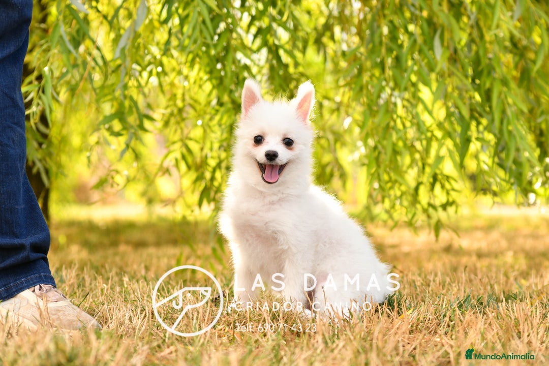 Pomerania perros en venta: Macho pomerania blanco - Imagen 8