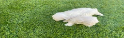 Bichón Maltés perros en venta: Bichon maltés  - Anuncio 17