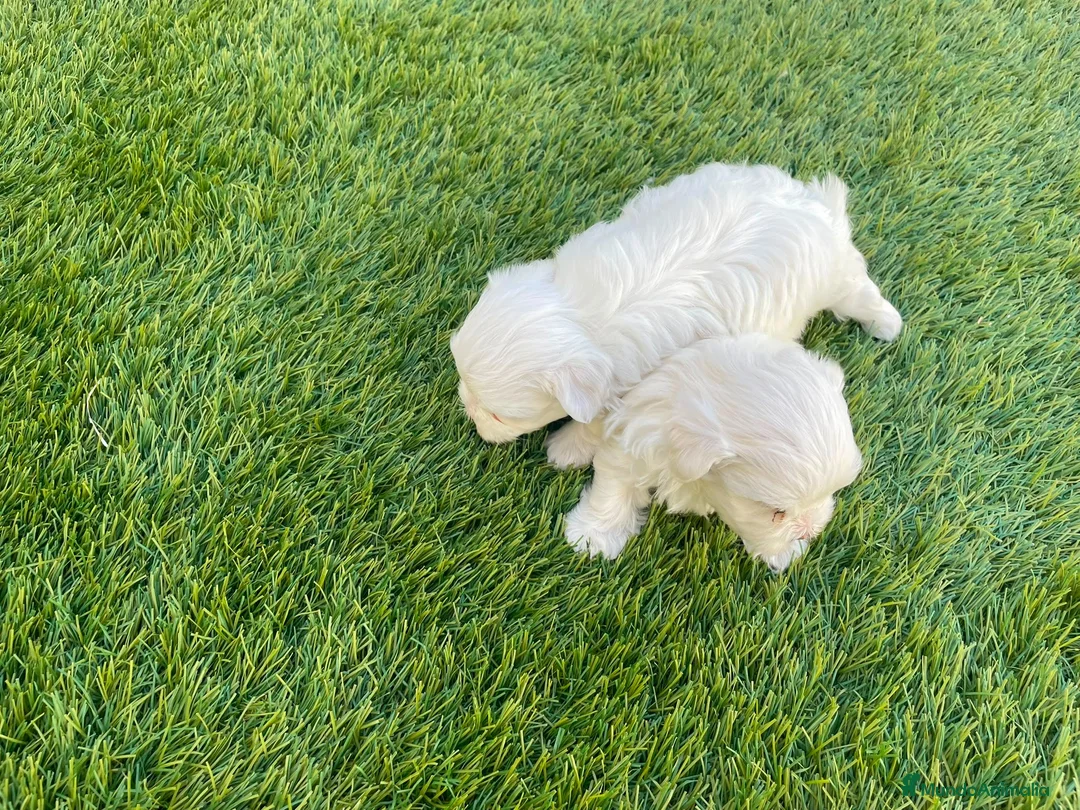 Bichón Maltés perros en venta: Bichon maltés  - Anuncio 17