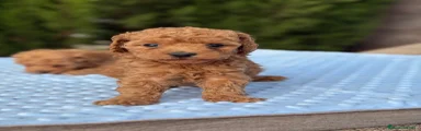 Caniche Toy 2