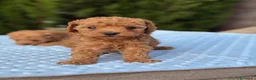 Caniche Toy perros en venta: Caniche toy apricot  - Anuncio 4