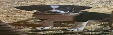 Braco Alemán de Pelo Corto 1