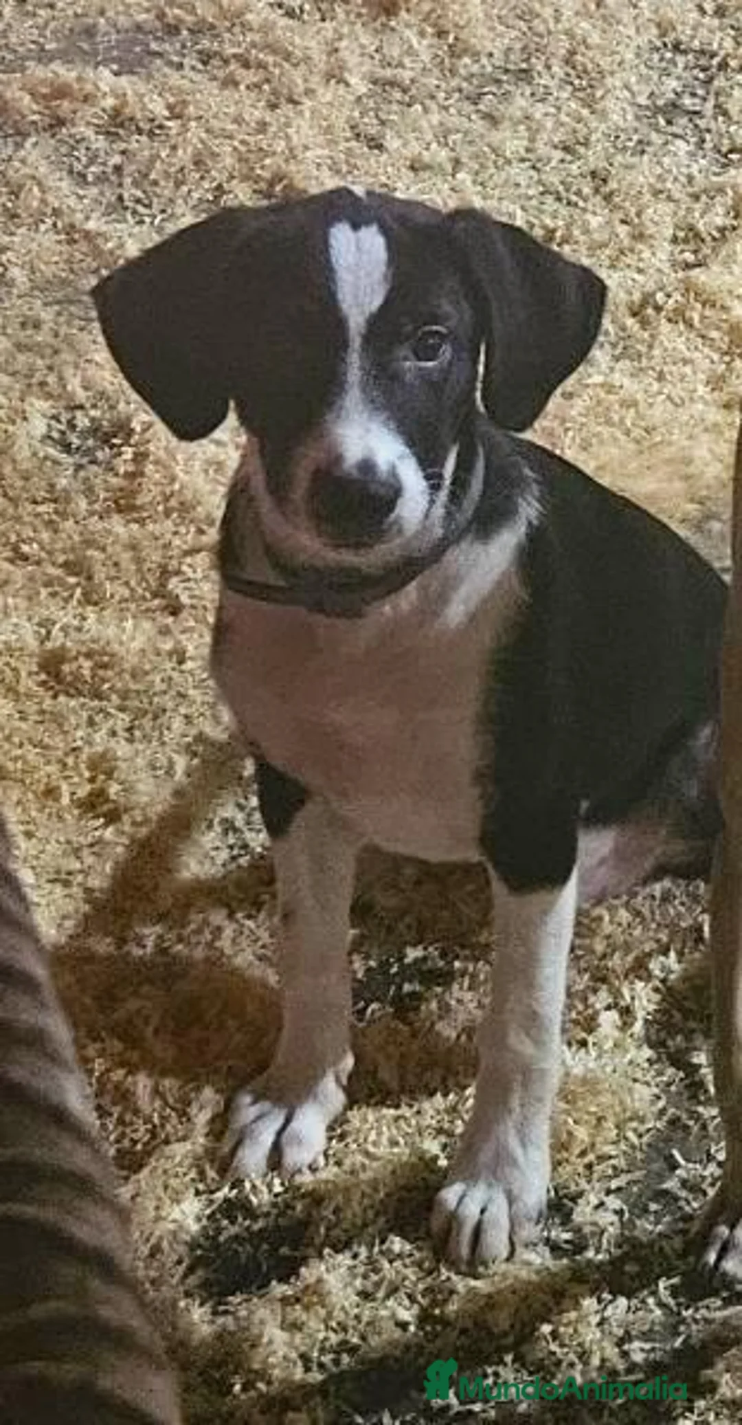Braco Alemán de Pelo Corto perros en venta: Braco - Anuncio 1