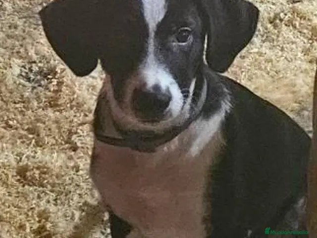 Braco Alemán de Pelo Corto perros Braco - Anuncio 1