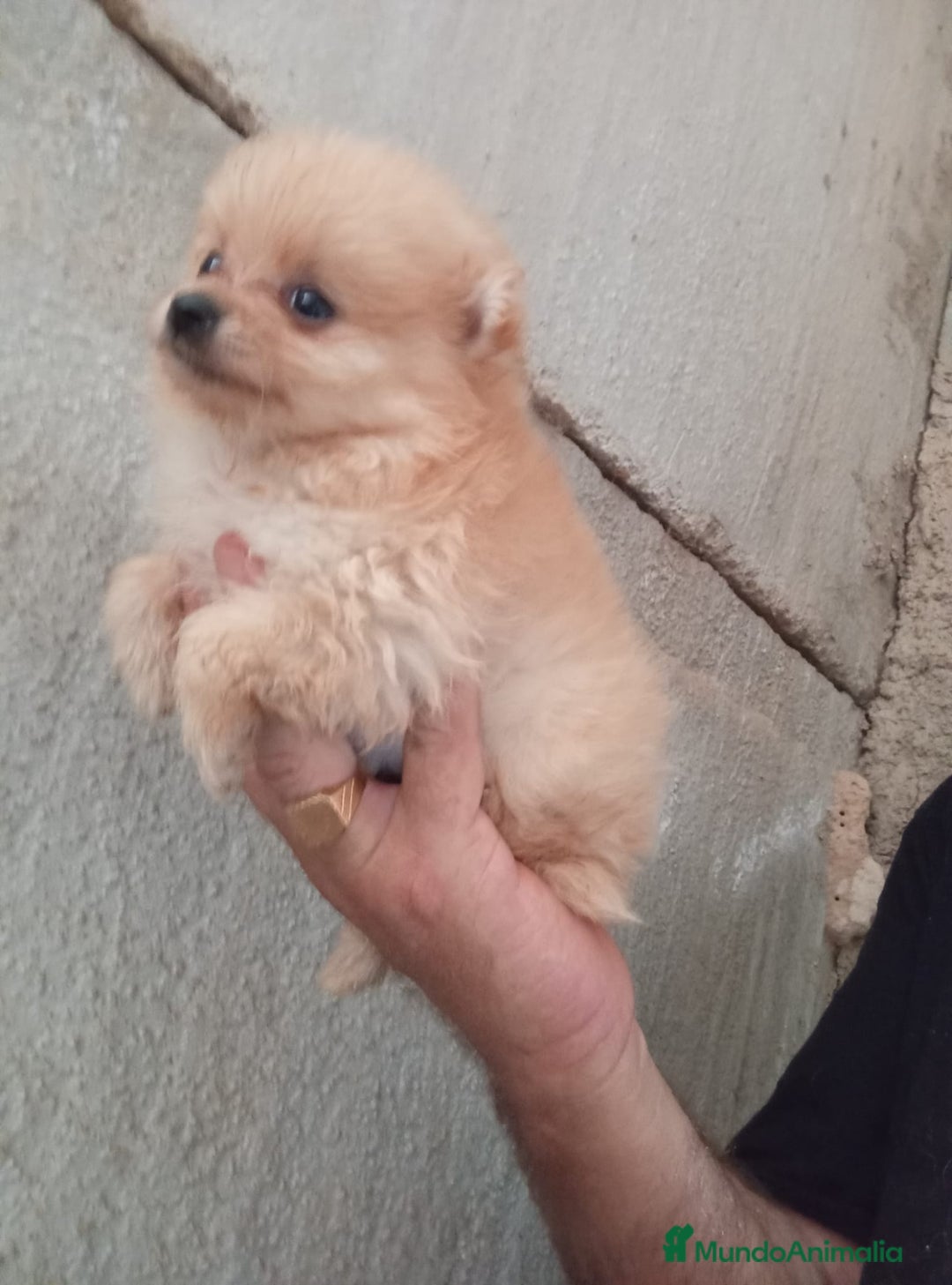 Pomerania perros en venta: POMERANIAS LULUS CALIDAD Y SELECCIÓN  - Imagen 8
