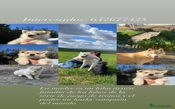 Raza Mixta perros en venta: Husky Siberiano y Lobo Artico - Imagen 2