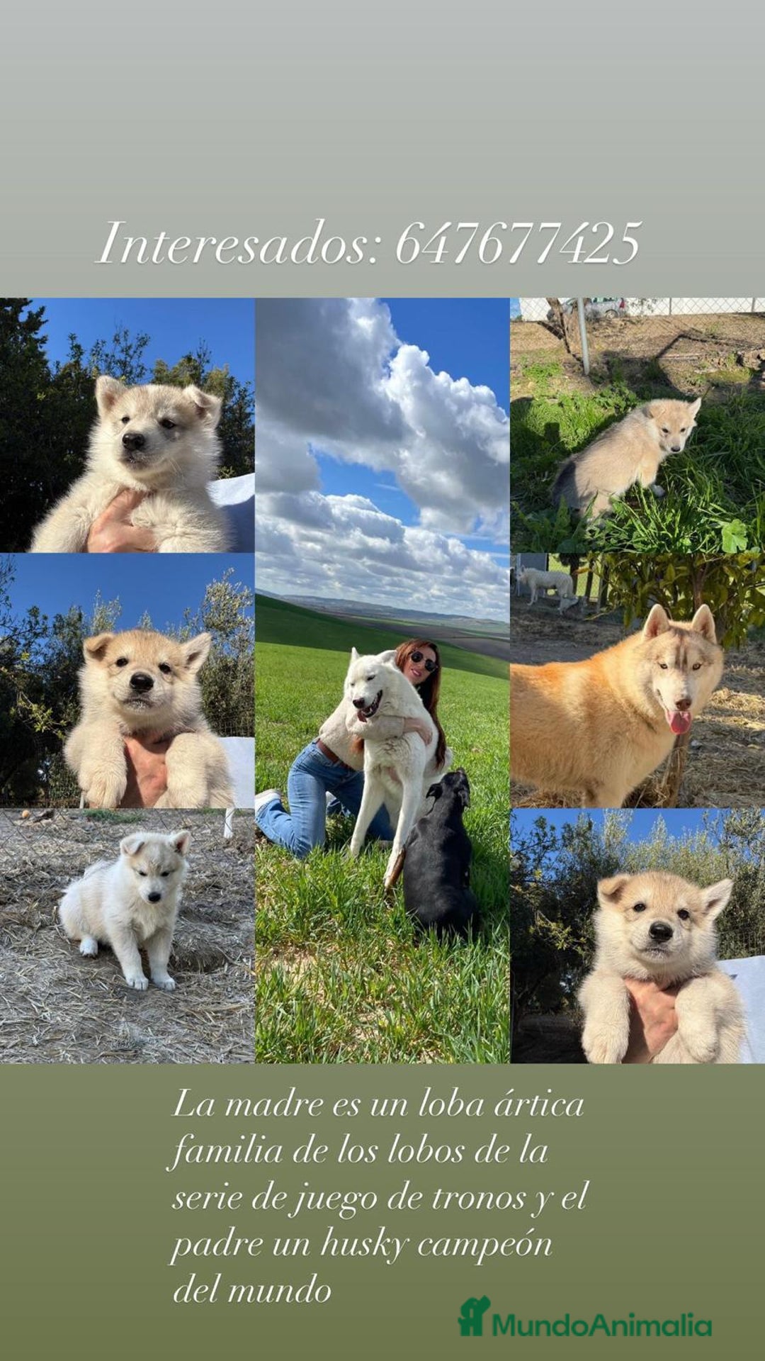 Raza Mixta perros en venta: Husky Siberiano y Lobo Artico - Imagen 2