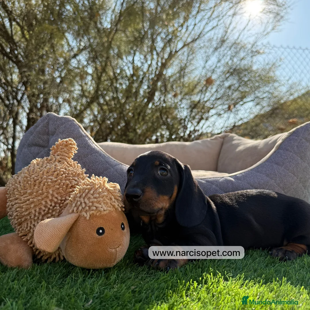 Teckel Miniatura perros en venta: TECKEL NEGRO FUEGO - Anuncio 2