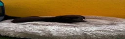 Labrador Retriever perros en venta: Labrador retriever chocolate  - Anuncio 3