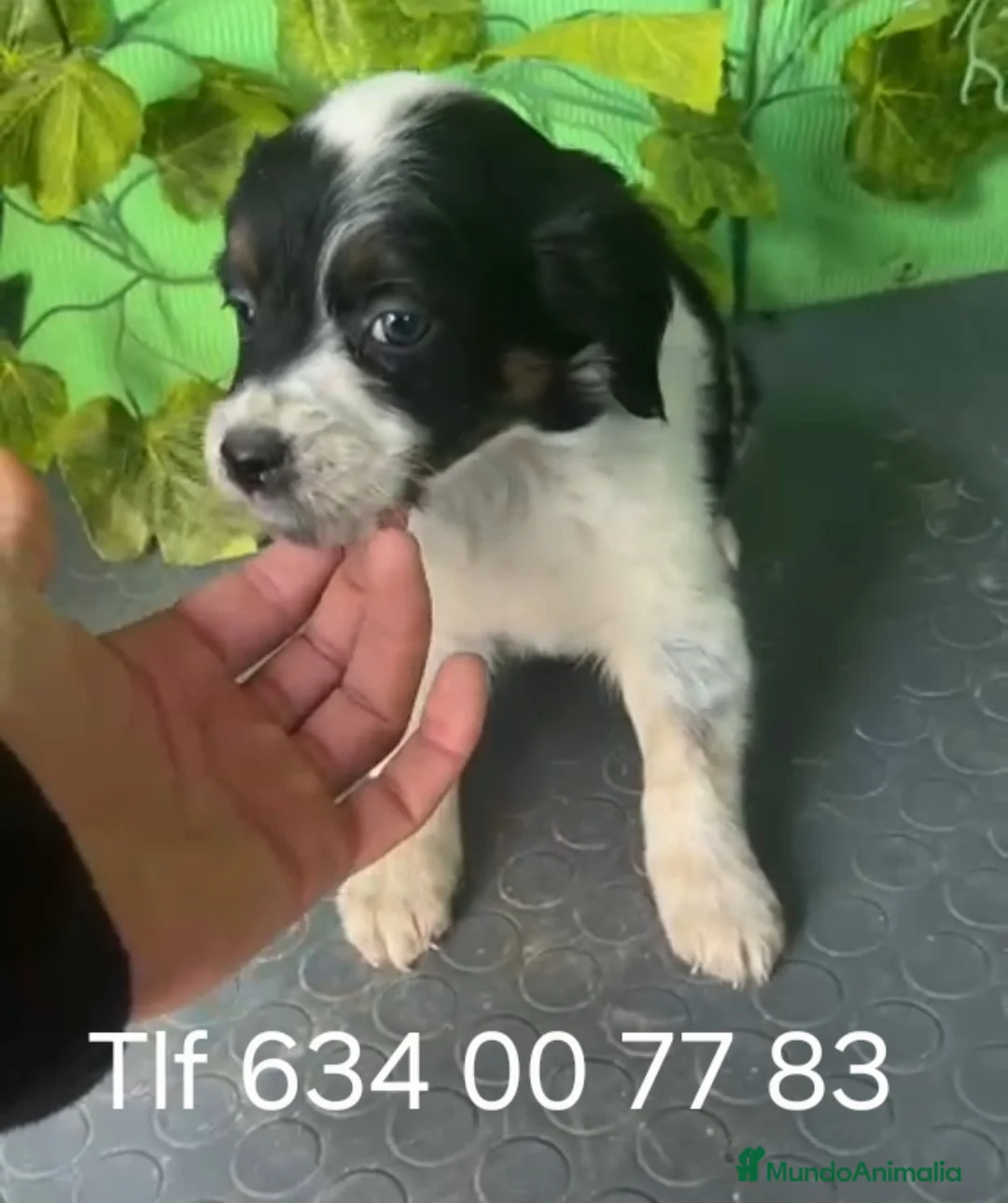 Raza Mixta perros en venta: 🐶 Cachorros Border Collie x Bretón 🐶 - Anuncio 5