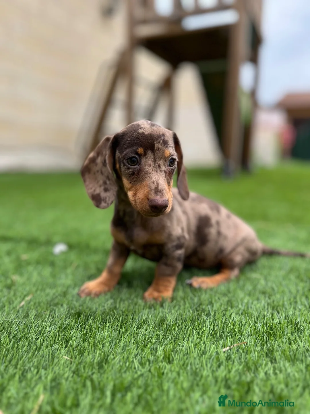 Teckel perros en venta: Teckel Arlequin  - Anuncio 3