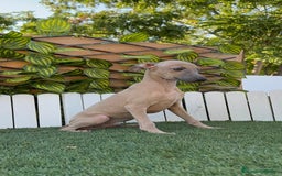 Pequeño Lebrel Italiano perros en venta: PICCOLO ISABELA macho - Imagen 9