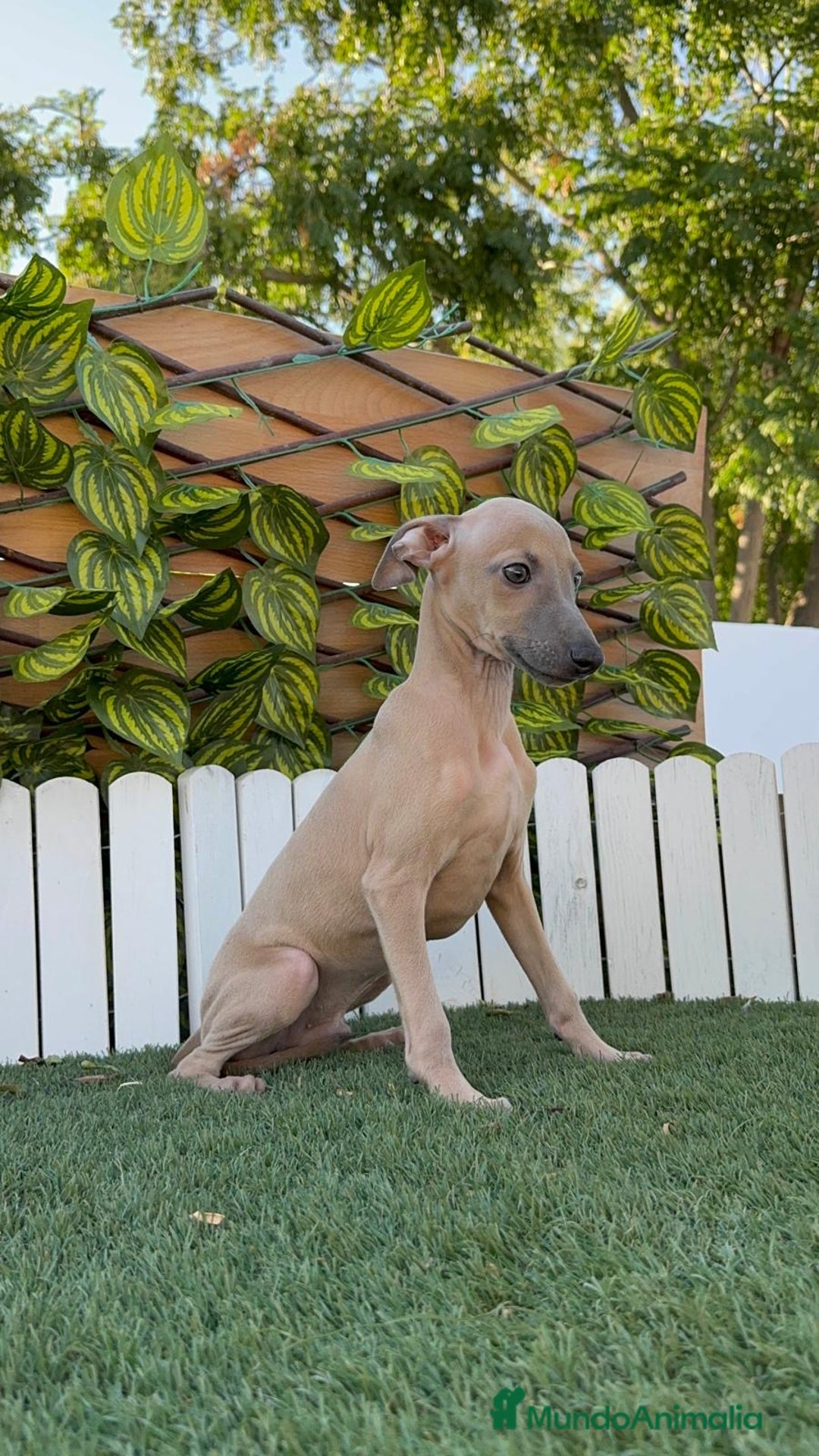 Pequeño Lebrel Italiano perros en venta: PICCOLO ISABELA macho - Imagen 9
