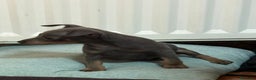 Pinscher Miniatura perros en venta: Mini pincher macho blue - Anuncio 5