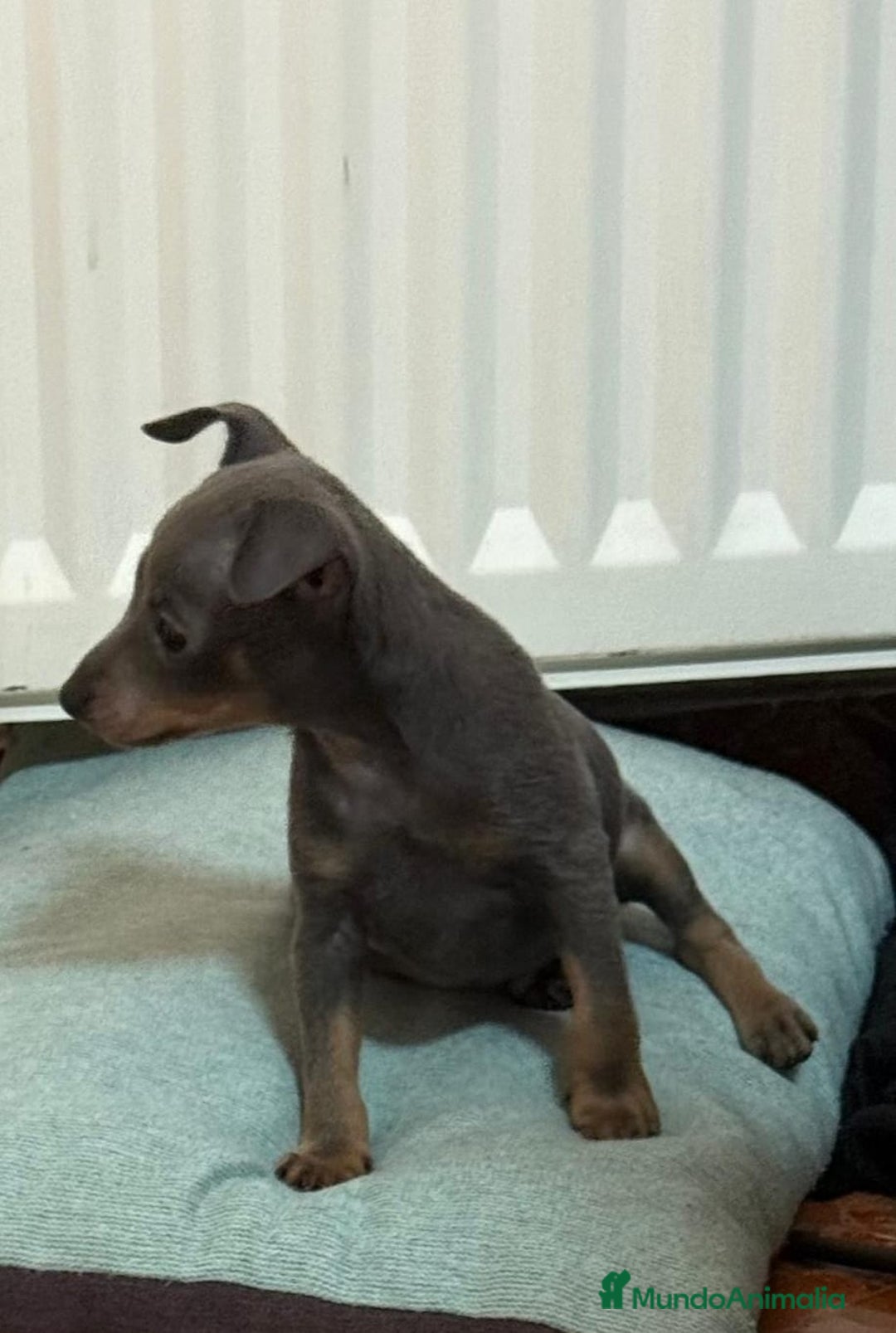 Pinscher Miniatura perros en venta: Mini pincher macho blue - Anuncio 5