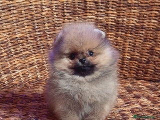 Pomerania perros en Málaga - Anuncio 32