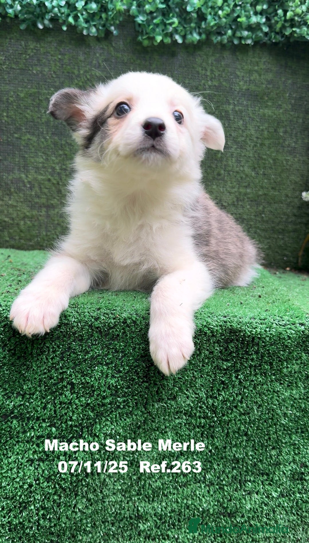 Border Collie perros en venta: Border Collie  - Anuncio 35