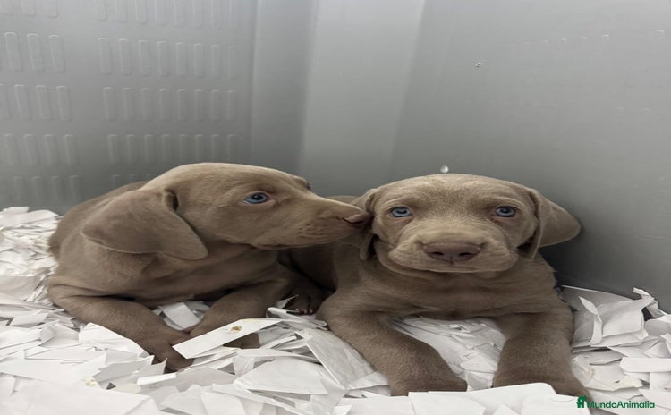 Braco del Bourbonnais perros CACHORRITOS DE BRACO DE WEIMAR - Anuncio 1