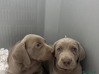 Braco del Bourbonnais perros CACHORRITOS DE BRACO DE WEIMAR - Anuncio 1