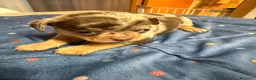 Chihuahua perros en venta: Hembra de chihuahua  en Barcelona - Anuncio 2