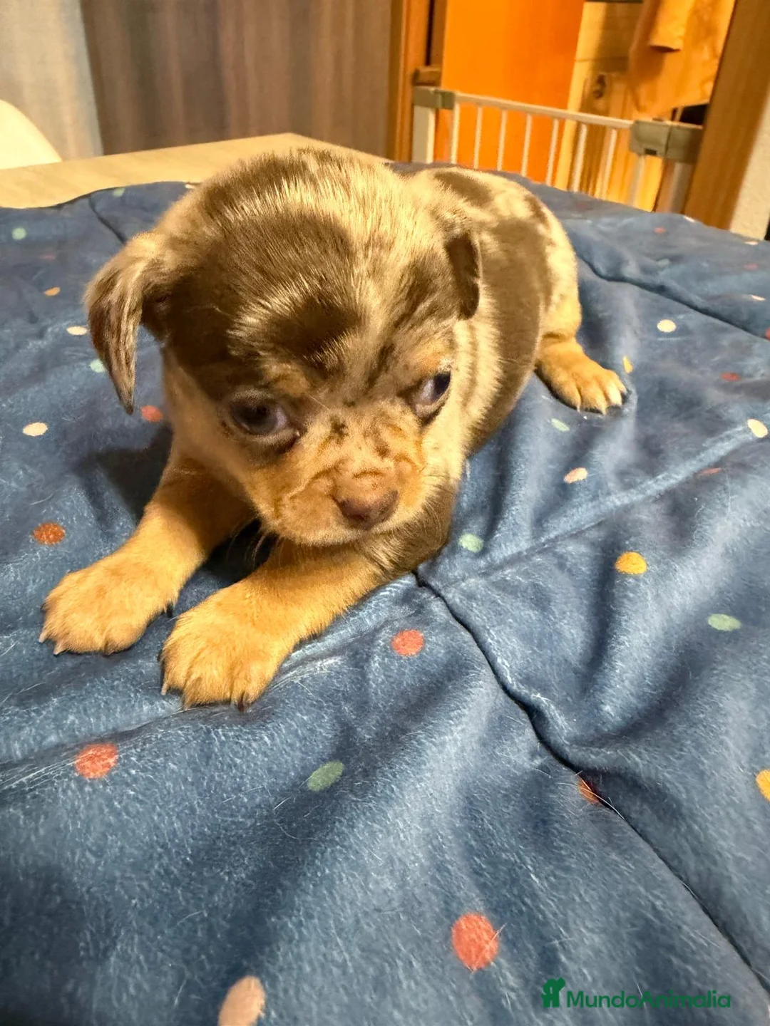 Chihuahua perros en venta: Hembra de chihuahua  en Barcelona - Anuncio 2