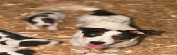 Jack Russell Terrier perros en venta: Disponible Machos de Jack Rusell - Anuncio 10