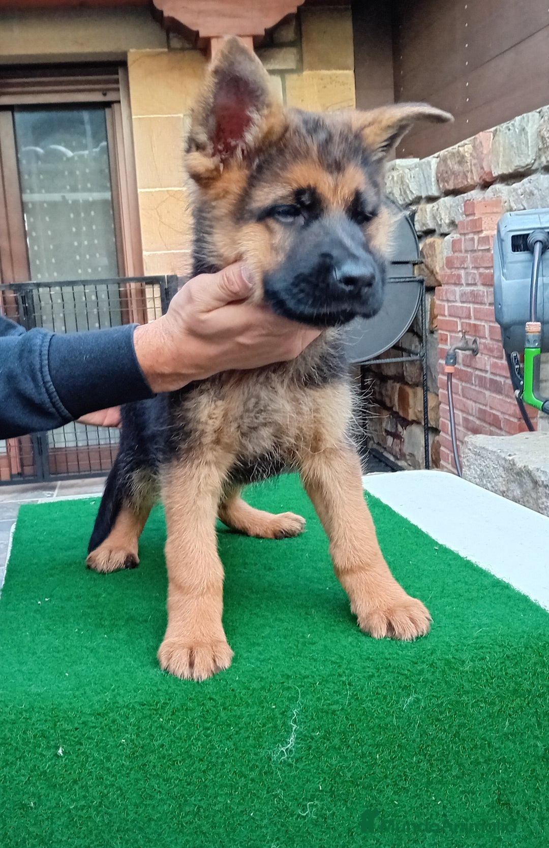 Pastor Alemán perros en venta: Pastores alemanes de CARMARGUT - Imagen 5