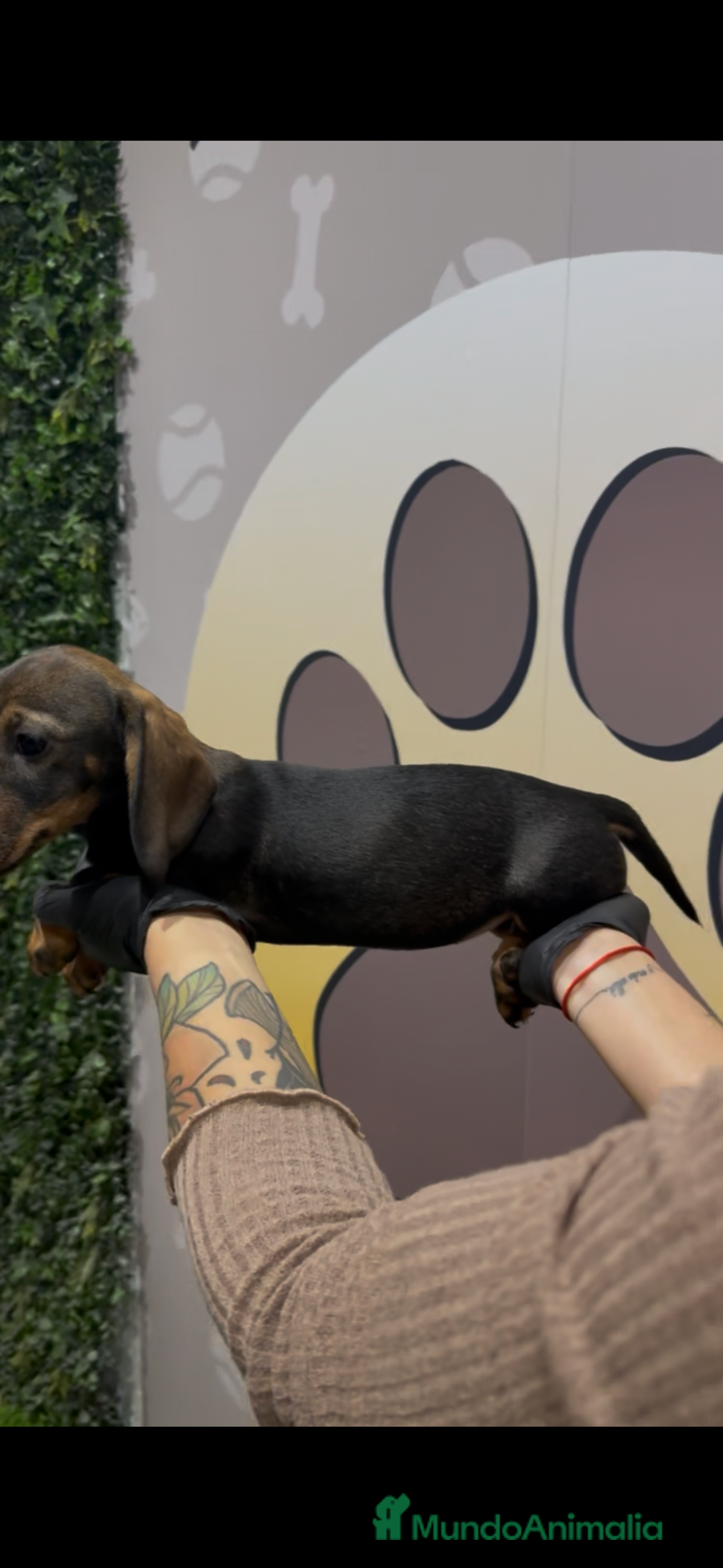 Teckel perros en venta: Teckel estándar hembra - Anuncio 4