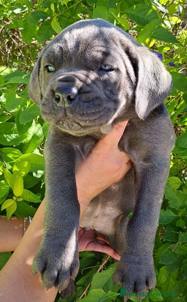 Cane Corso perros Cane Corso - Anuncio 2