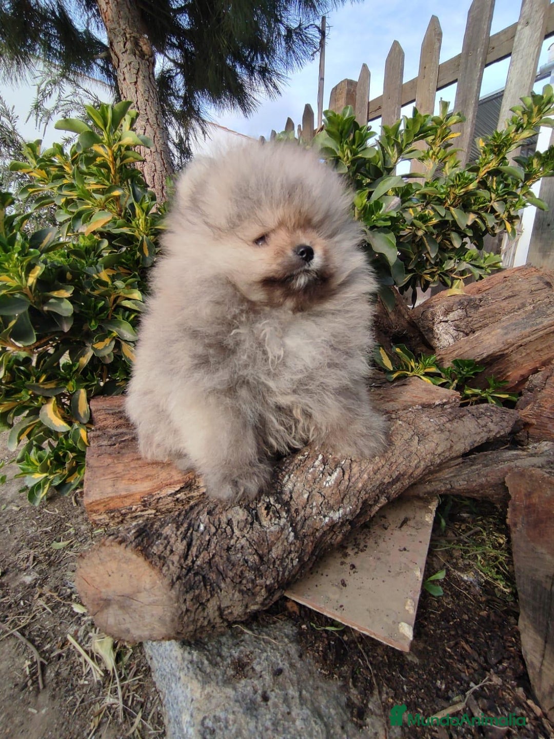 Pomerania perros en venta: BEBÉ DE POMERANIA SABLE - Anuncio 1